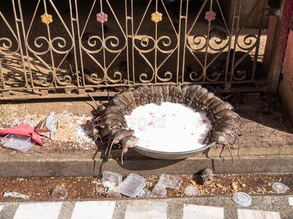 Sacred Rats