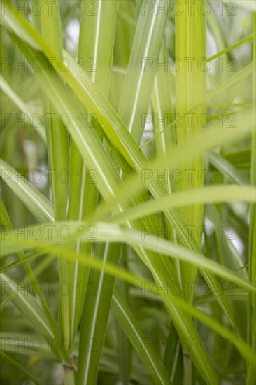 Chinese reed