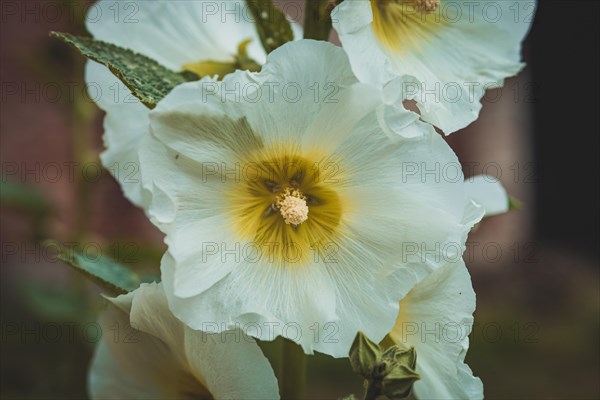 White hollyhocks