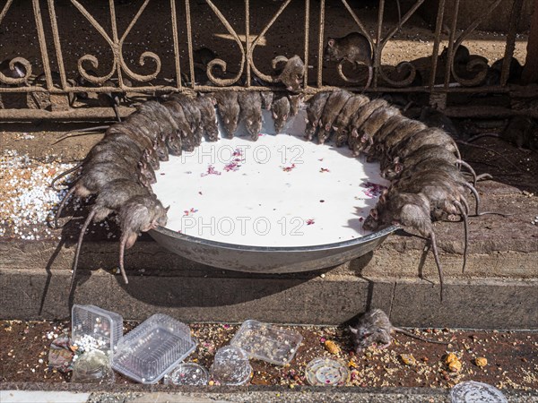 Sacred Rats