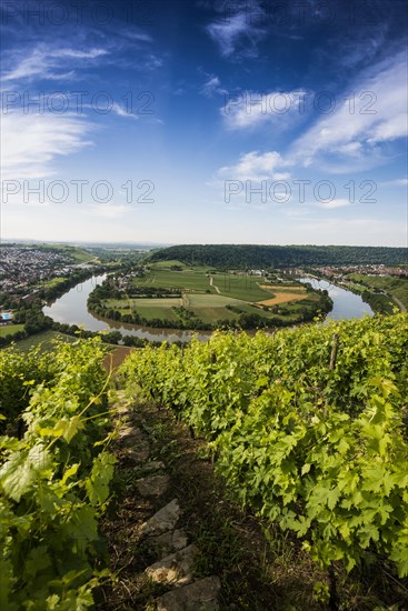 Neckar Loop and Vineyards