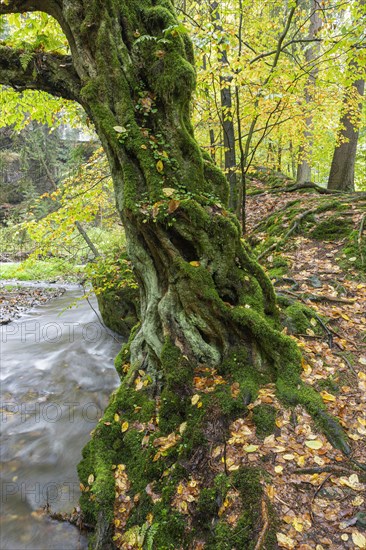 Primeval beech on the Polenz