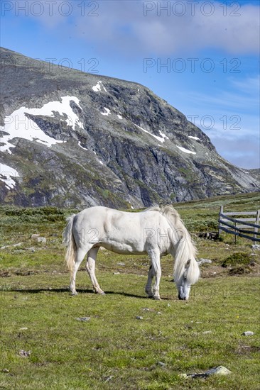 Norwegian Fjord Horse
