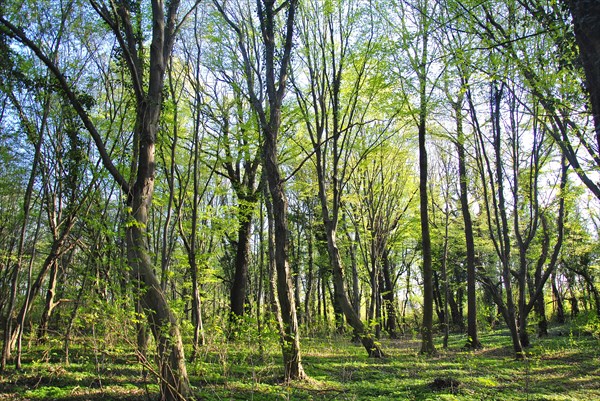 Deciduous forest with beech trees between Bitterfeld and Wolfen