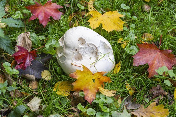 Giant puffball