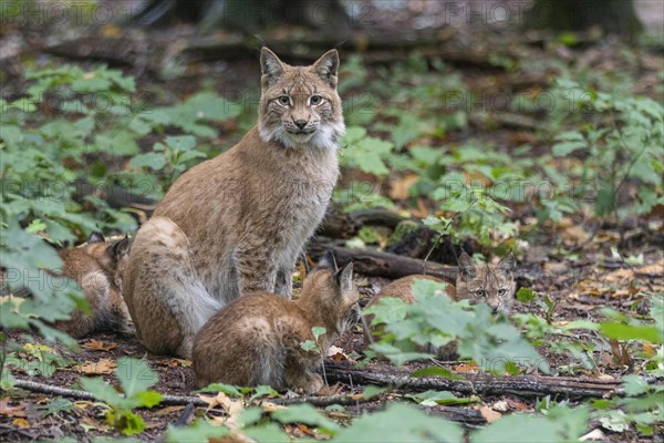 Lynx with cubs