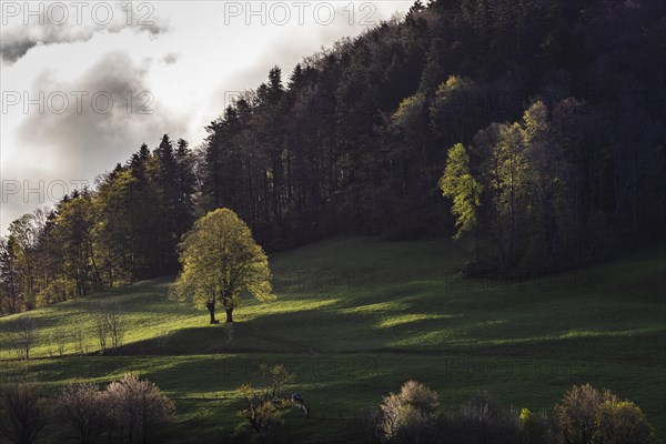 Twin tree