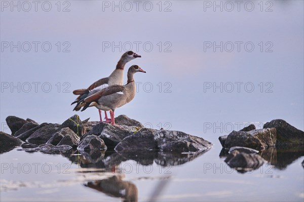 Egyptian goose