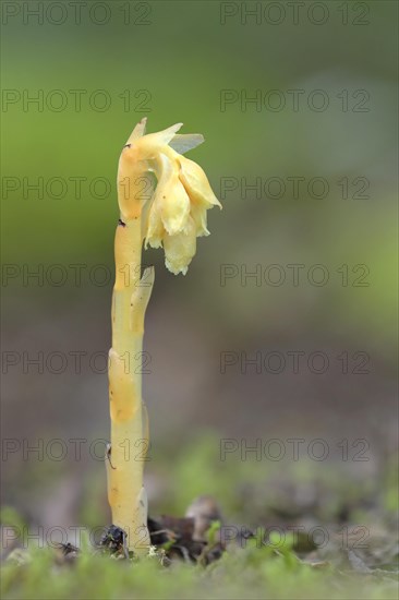 Common Dutchman's pipe