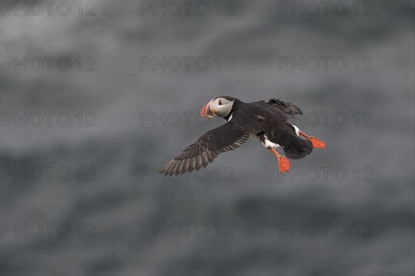 Flying Puffin
