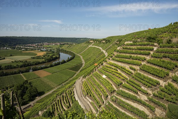 Neckar Loop and Vineyards