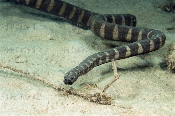 Indian warty snake
