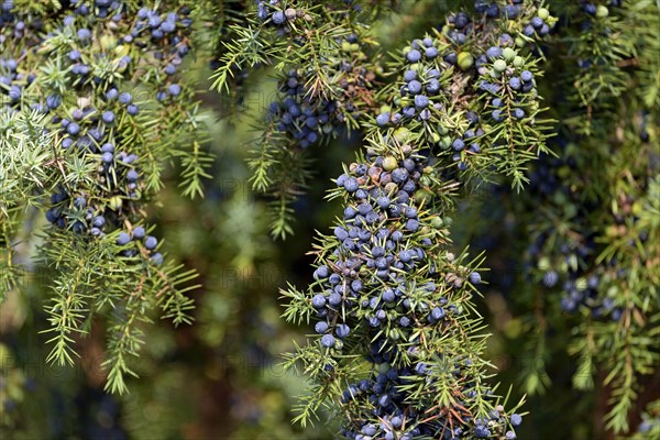 Common juniper