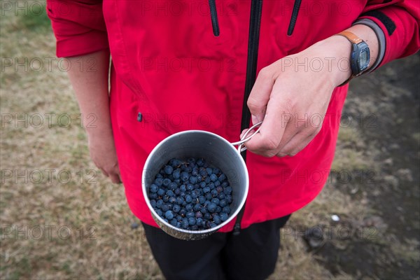 Tourist holding cup of European blueberry