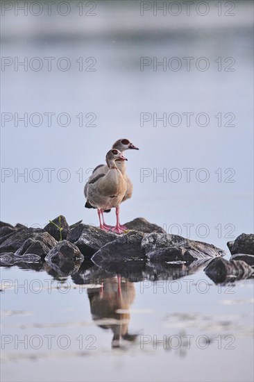 Egyptian goose