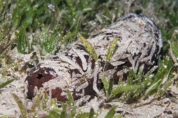 Sea cucumber also sea cucumber or holothuria