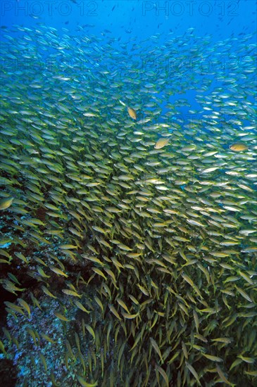 Shoal of Bigeye snapper