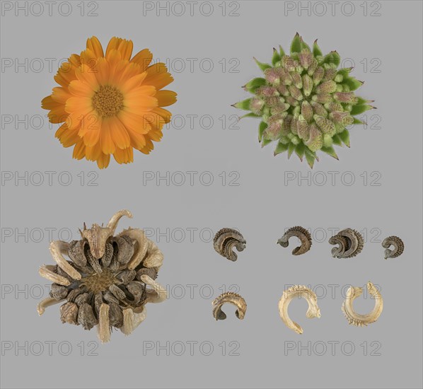 Marigold