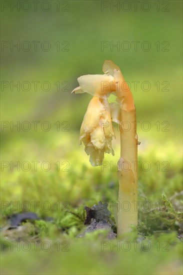 Common Dutchman's pipe