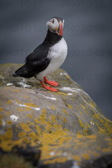 Puffin