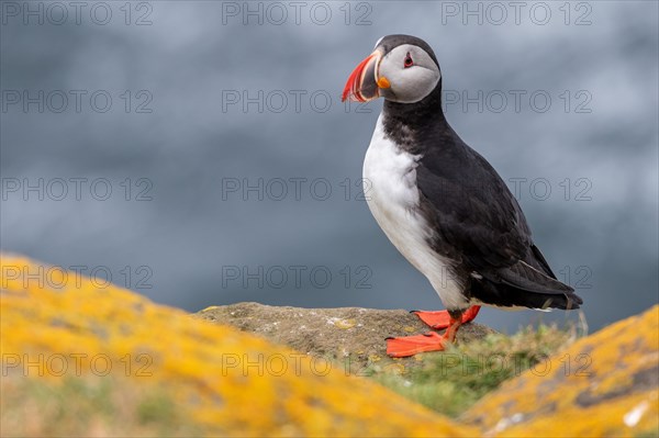Puffin