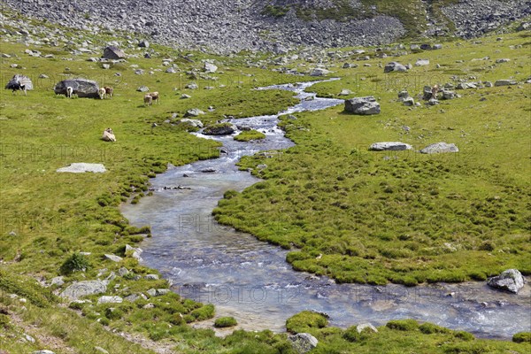 Ascent to the Duesseldorfer Huette via alpine pasture with mountain stream