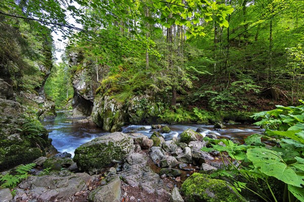 Haslachschlucht