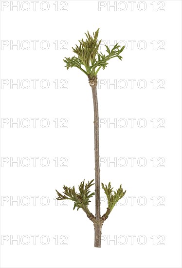 Elder (Sambucus nigra)