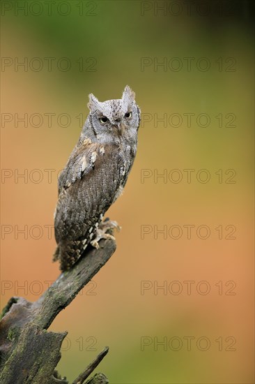 European scops owl (Otus scops)