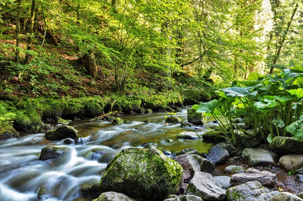 Haslach Gorge