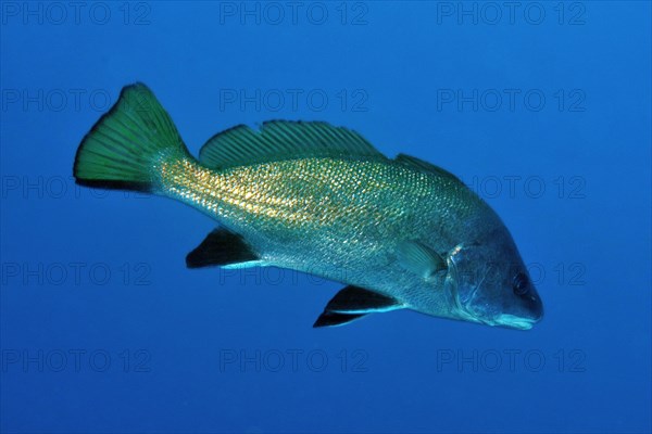 Brown meagre (Sciaena umbra)