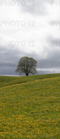 Flowering tree and meadow
