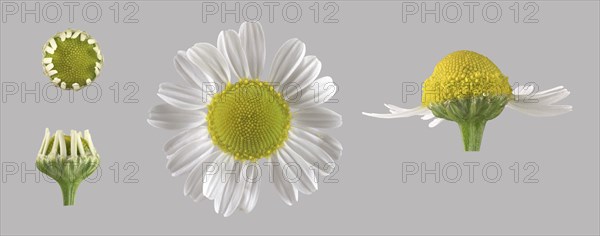 German chamomile (Matricaria chamomilla)