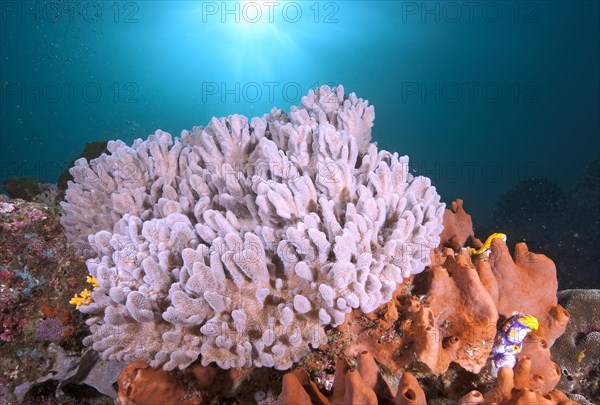 Cauliflower coral (Pocillopora meandrina)