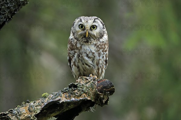 Tengmalm's owl (Aegolius funereus)