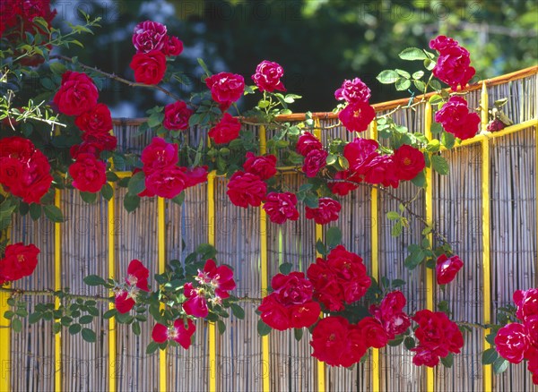 Climbing roses