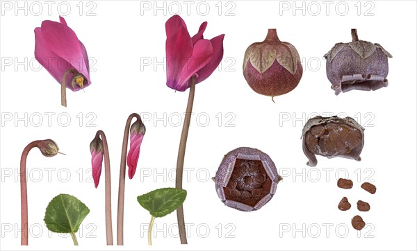 Indoor cyclamen (Cyclamen persicum hybride)