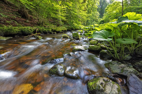Haslach Gorge
