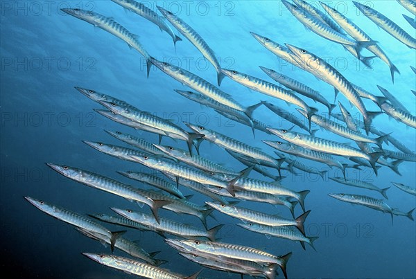 Scule of darkfin barracuda (Sphyraena genie)