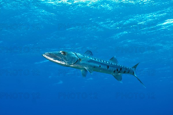 Individual Great barracuda (Sphyraena barracuda)