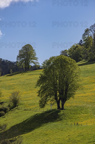 Two twin trees