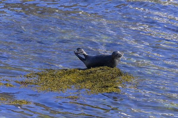 Harbor seal (Phoca vitulina)