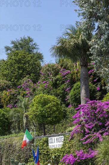 Trees and flowers at the pier