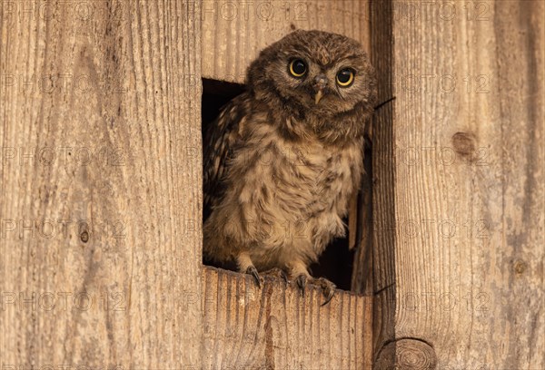 Little owl (Athene noctua)