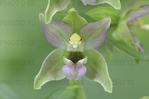 Broad-leaved marsh orchid (Epipactis helleborine) Flowers of an orchid