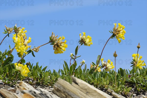 Alpine woundwort (Anthyllis vulnevaria subsp. alpestris)
