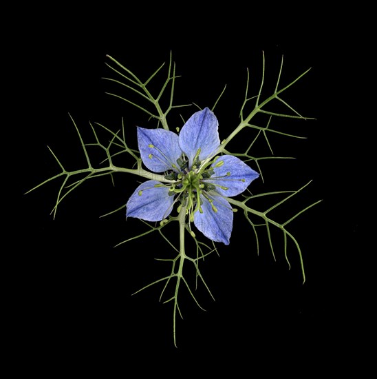 Love in a mist (Nigella damascena)