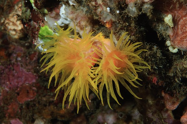Orange Cup Coral (Tubastraea coccinea)