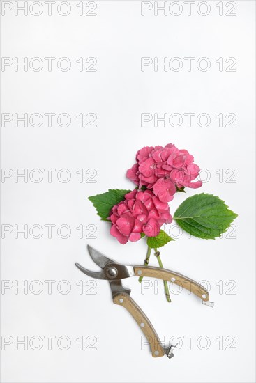 Garden hydrangea