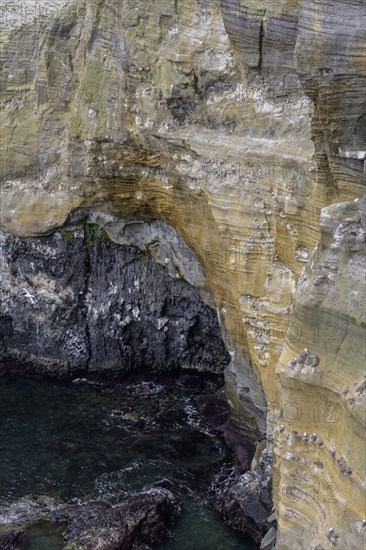 Breeding birds in the cliffs of Londrangar